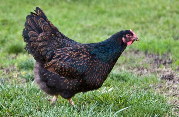 Gold Laced Barnevelder