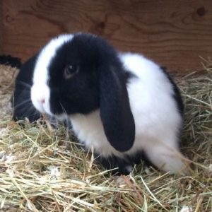 PEDIGREE MINI LOPS & Netherland Dwarfs