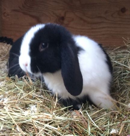 netherland dwarf mini lop