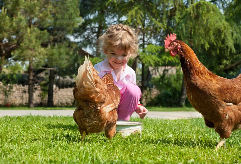 feeding chickens Meadowvale Poultry