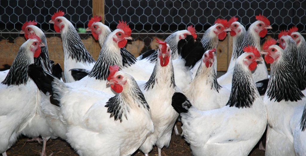 Meadowvale Poultry 